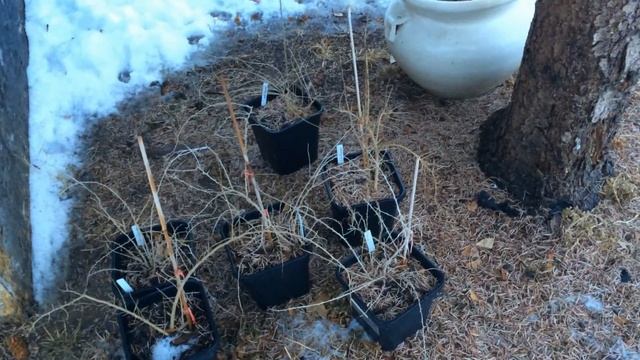 Black Goji (Lycium ruthenicum) Cold Hardiness - Ninja Gardening - Episode 87 смотреть онлайн