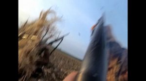 Удачная охота на гуся 2023. ТУР на гуся. Охота на гуси в Беларуси 19.04.23