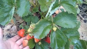 Клубника сорт Кристина,крупный,сладкий и ранний