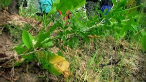 Река Унжа  (сплав по реке Унжа)