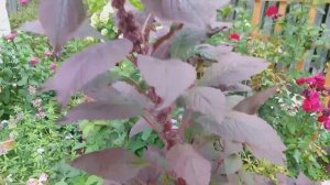 РОЗЫ на любителя ОТТАВИО МИССОНИ Вариегата ди Барни