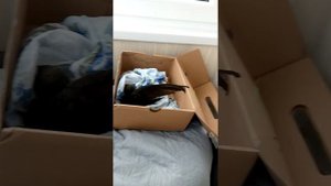 Как ухаживать за стрижом