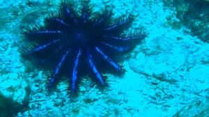 Обитатели океана (атлантический)