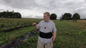 Плантация голубики под ключ