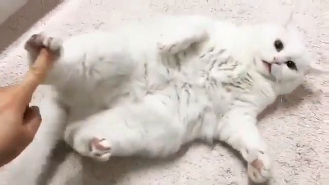 Эти забавные животные ~ Нервишки лечить надо! смотреть онлайн