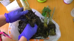 Мои адениумы.  Три года вместе.  Пересадка.