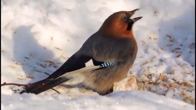 Сойка