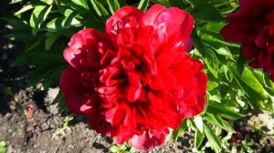 Пион ELIZA LUNDY