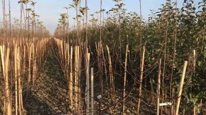 Двухлетние саженцы Книп-Баум на подвое м-9