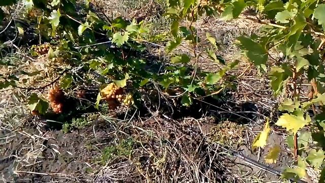 Виноград Гелиос на 21 сентября 2017 смотреть онлайн