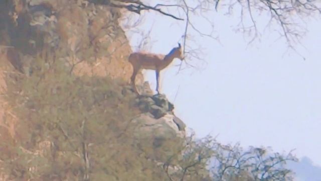 Wild Animal  Female Punjab Urial  Urial Habitat