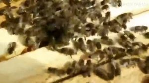 VERSUS! ШЕРШЕНЬ ПРОТИВ СКОРПИОНА, ТАРАНТУЛА, БОГОМОЛА