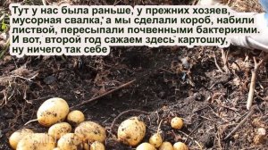 Картофель в органической грядке