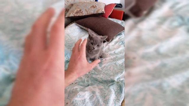 Не кот а тигр маленький ))). Коту отобрали валерьянку)))) смотреть онлайн