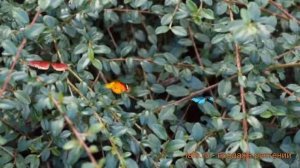 Кизильник гибридный Скогольм (skogholm) ? обзор: как сажать, саженцы кизильника Скогольм