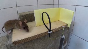 100% поймать мышь: мышеловка своими руками из хомута (стяжки)
