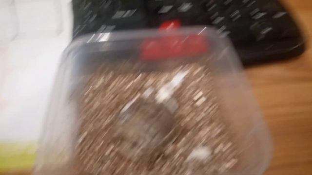 Выход среднеазиатской черепахи из яйца (инкубация 65 дней) - 1-й день жизни смотреть онлайн