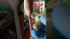 ЧЕРЕНКОВАНИЕ ПЕЛАРГОНИИ В ТОРФЯНЫЕ ТАБЛЕТКИ