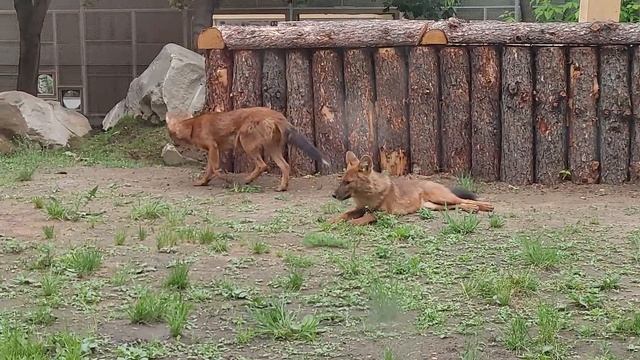 Красные волки в новом вольере Московского зоопарка смотреть онлайн