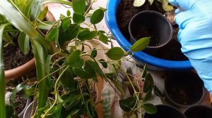 #диплодения /уход /перевалка растений