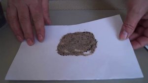 Мелисса из семян.Как посеять мелиссу.Всходы.