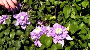 How to screen unsightly areas using clematis grown in containers, Clematis Diamantina