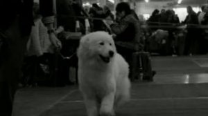 Мареммо-Абруцкая овчарка Стеша http://guardiyabianco.ru/