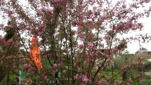 Декоративная яблоня (2021 г)