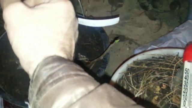 Хранение инжира зимой в погребе и замер температуры. смотреть онлайн