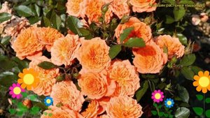 Роза почвопокровная Орендж Фейри. Краткий обзор, описание характеристик Orange Fairy