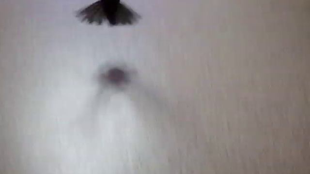 Могут ли стрижи взлететь с земли? Да :) смотреть онлайн