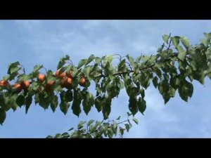 абрикос Алый парус