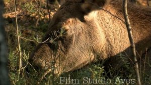Лоси в еще теплом осеннем лесу | Film Studio Aves