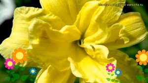 Лилейник гибридный Дабл Ривэ Вай. Краткий обзор, описание hemerocallis Double River Wye