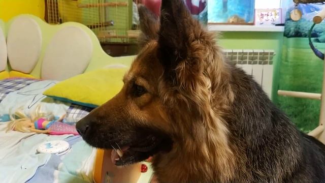 Собака и морские свинки и кубинский амазон смотреть онлайн