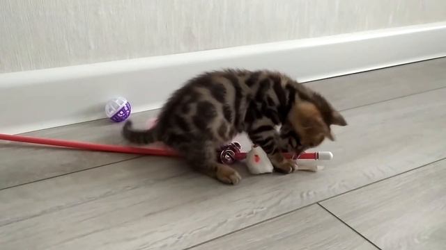 Мой новый питомец Бенгальский котик.