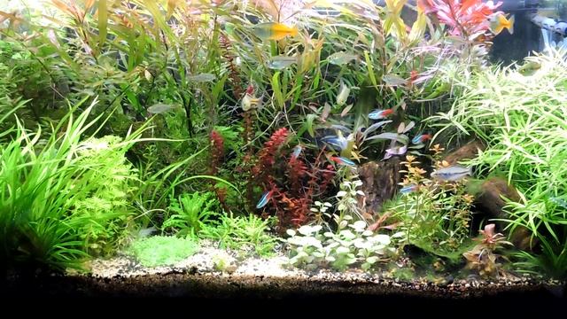 Melanotaenia boesemani "Lake Aytinjo", Pristella Tetra Neon Tetra смотреть онлайн