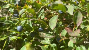 В горах Сочи поспела черника