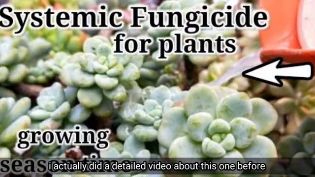 Tag-ulan na! Preventing Fungus on Succulents this Rainy Season 다육식물 | 多肉植物 | Suculentas