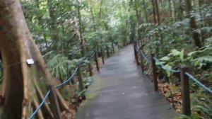 The Rain Forest (Singapore Botanic Gardens) / Дождевой Лес (Сингапурские Ботанические Сады)