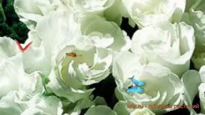 Примула махровая Вайт ? махровая примула Вайт обзор: как сажать, семена примулы Вайт