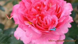 Роза чайно-гибридная Ив Пьяже (yves piaget) ? обзор: как сажать, саженцы розы Ив Пьяже