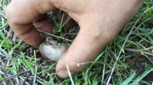 Çayır Mantarı Çeşitleri. Agaricus SP