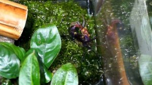 Крабариум (акватеррариум) часть2