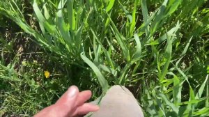 Когда косить рожь?