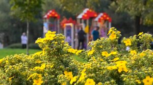 Последние цветочки осени