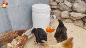 Кормушка курам на 50 л корма и воды понравилась несушкам ???