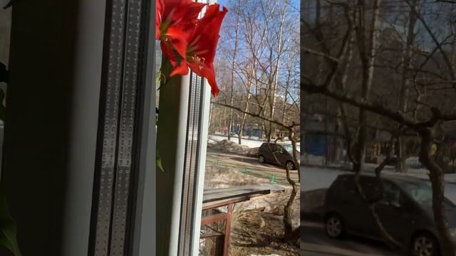 2022. Зима. Амариллис смотреть онлайн