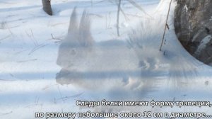 Следы белки на снегу\Squirrel tracks in the snow
