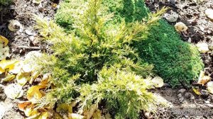 Ялівець середній Gold Star/ Можжевельник средний Голд Стар